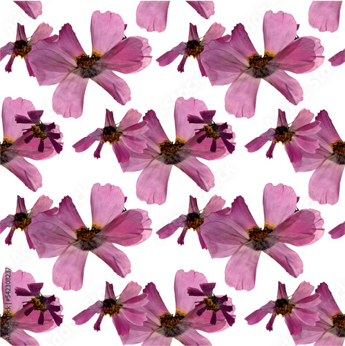 Herbarium pink flower pattern. Agriculture, eco friendly, organic farm. It's perfect for postcards, posters, banners, invitations, greeting cards, prints. Isolated on white background.