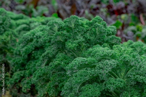 Closeup of some leaves of kale forming a heart on a dark background