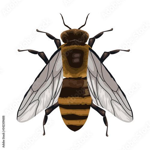 bee insect animal