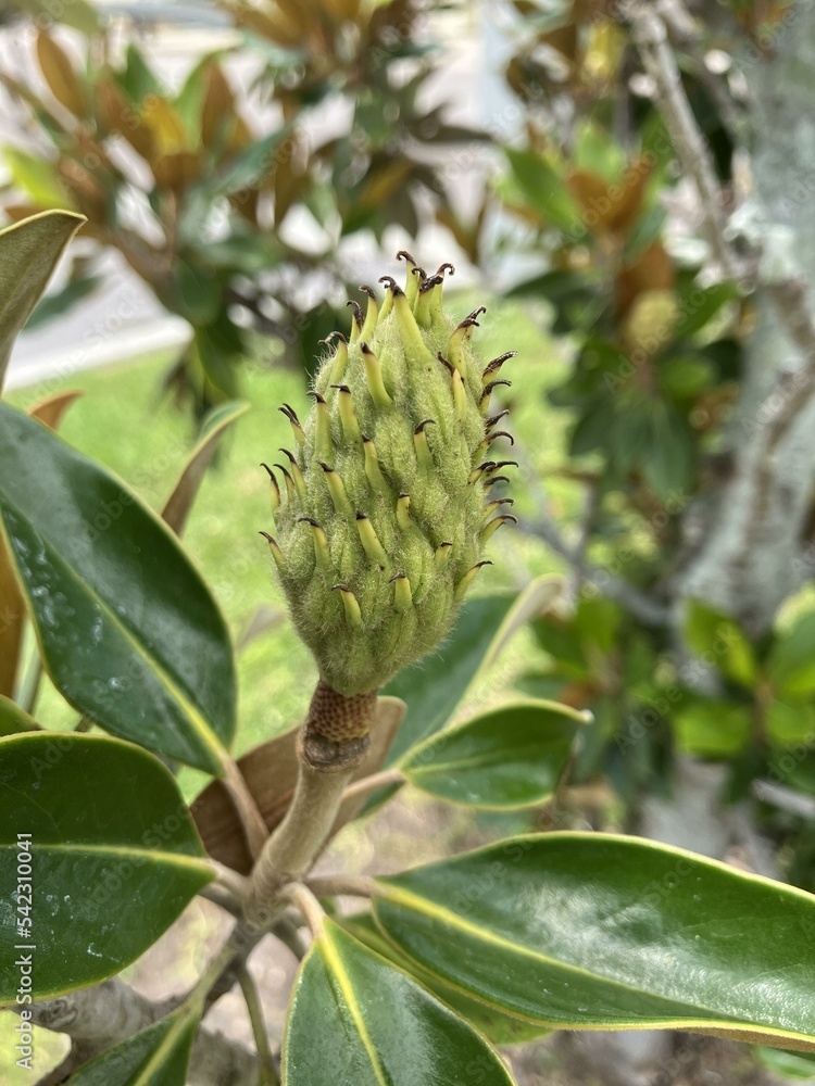 Southern Magnolia Southern Magnolia