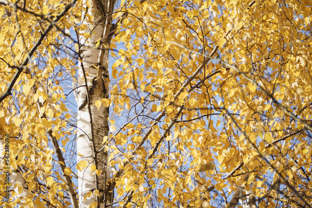 Birch tree yellow foliage in autumn, Betula populifolia in fall Birch tree yellow foliage in autumn, Betula populifolia in fall