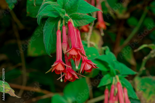 Fuchsias Pink and Purple Hanging Flowers