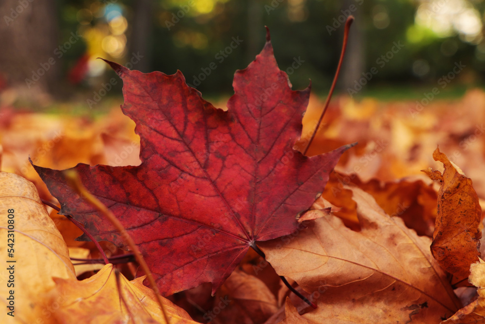 Pile of beautiful fallen leaves outdoors on autumn day, closeup Pile of beautiful fallen leaves outdoors on autumn day, closeup