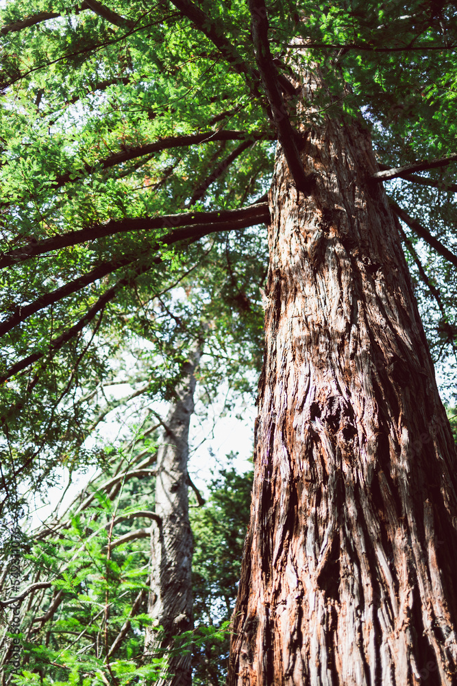 Fototapeta premium giant pine tree with beautiful foliage shot from below