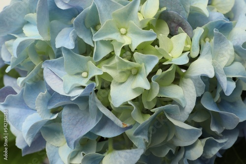 Beautiful light blue hortensia flowers as background, closeup