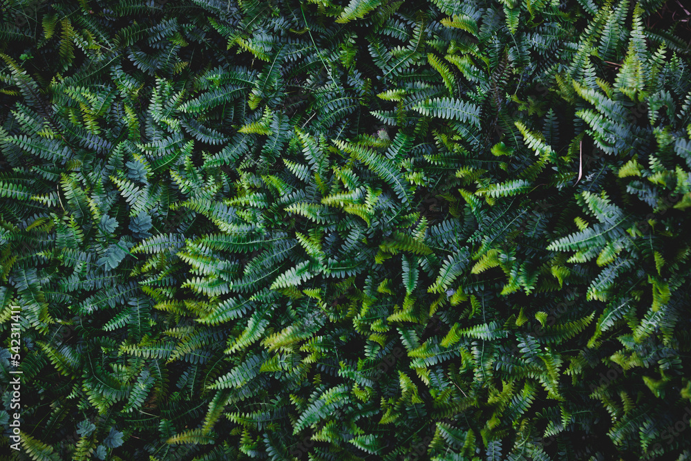 tropical looking green fern with thick foliage close-up shot for background or texture