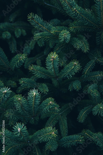 Background of pine branches. Coniferous green texture. Creative layout made of Christmas tree branches. Flat lay. Nature New Year concept.