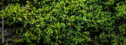 Green moss closeup