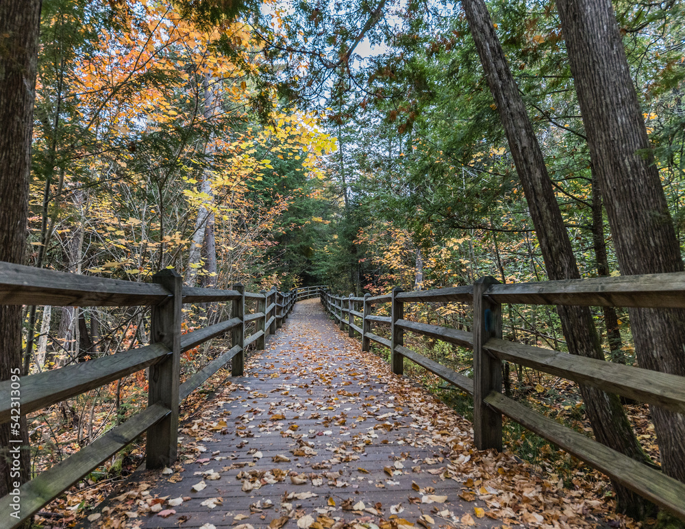 bridge in autumn