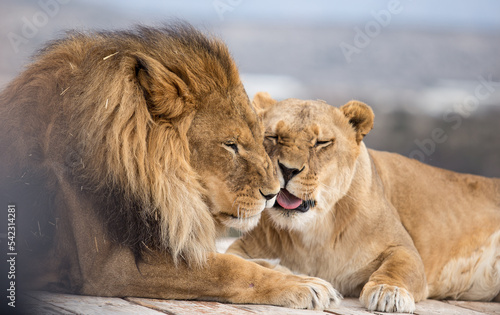 Fototapeta Naklejka Na Ścianę i Meble -  lion kisses