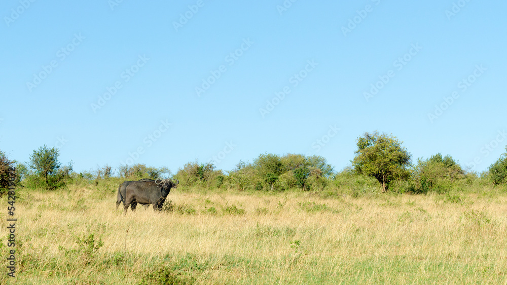 Cape buffalo, Maasai Mara National Reserve, Kenya Cape buffalo, Maasai Mara National Reserve, Kenya
