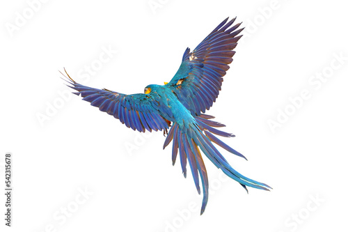 Colorful Blue and gold macaw parrot flying isolated on white background. Vector illustration