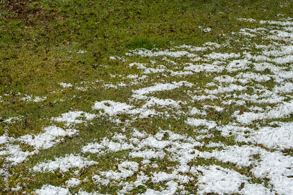 Green grass lawn covered with first snow. Natural pattern. Green grass lawn covered with first snow. Natural pattern.