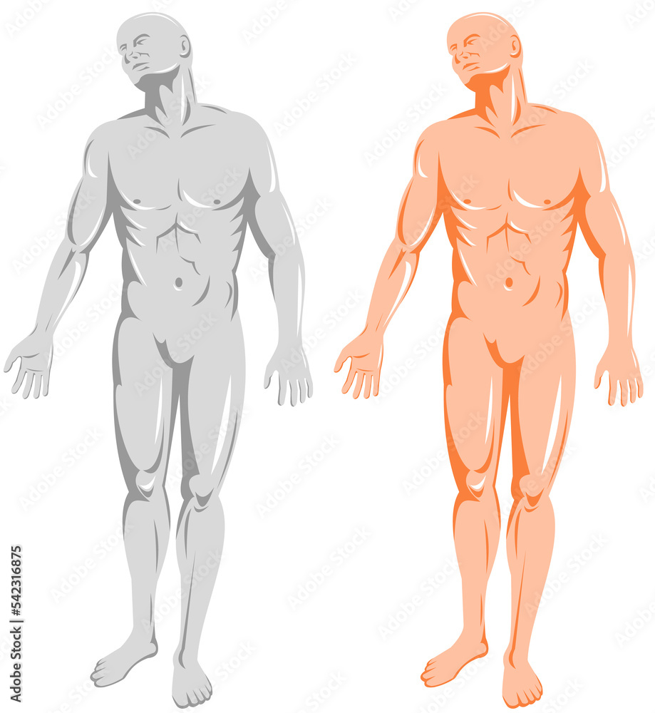 illustration on the human anatomy showing a male standing on isolated background illustration on the human anatomy showing a male standing on isolated background