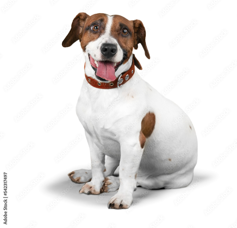 Jack Russell Terrier Sitting on the Floor