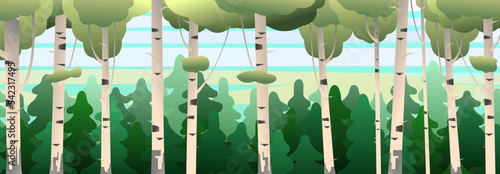 Birch thickets against backdrop of pine forest. Summer landscape trees. Nature view. Cartoon fun style. Flat design. Vector