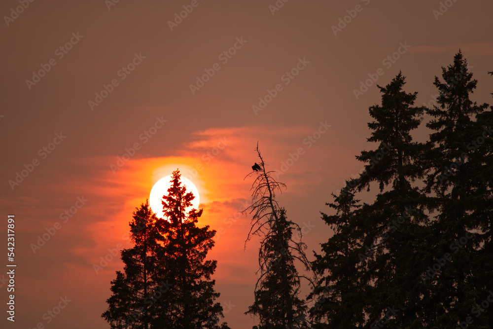 Silhouette of Trees against a Setting Sun