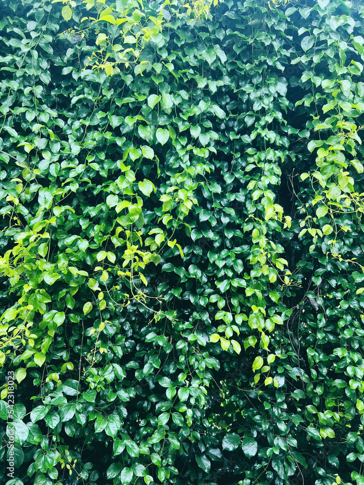 Plant wall with lush green colors, variety plant forest garden on walls leaf various fern leaves jungle palm and flower decorate in the garden rainforest background Plant wall with lush green colors, variety plant forest garden on walls leaf various fern leaves jungle palm and flower decorate in the garden rainforest background