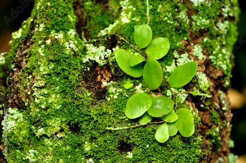 Close-up of Dragon scales plant or Drymoglossum piloselloides photo