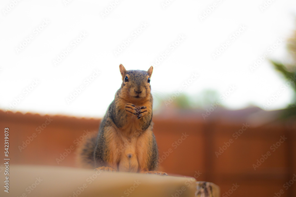 Naklejka premium Animal