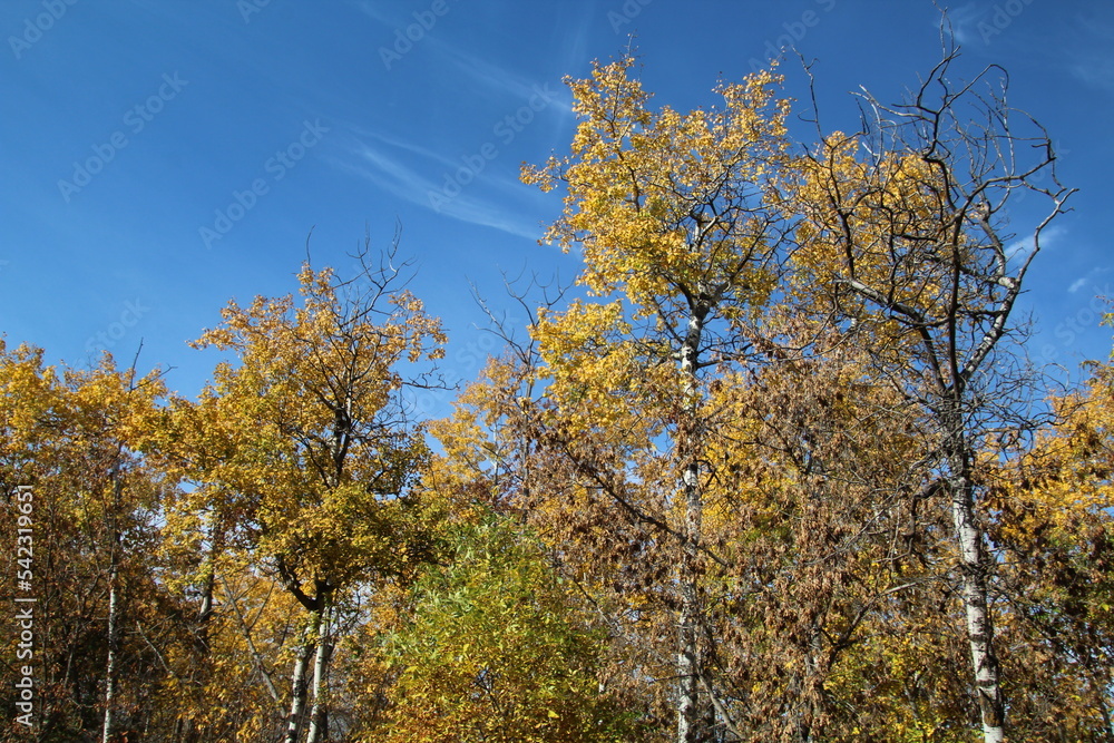 autumn leaves against sky, William Hawrelak Park, Edmonton, Alberta