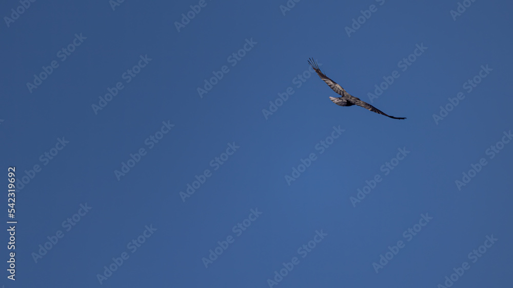 Crow Flying Away With Open Wings Against A Clear Blue Sky Resembling Freedom Crow Flying Away With Open Wings Against A Clear Blue Sky Resembling Freedom