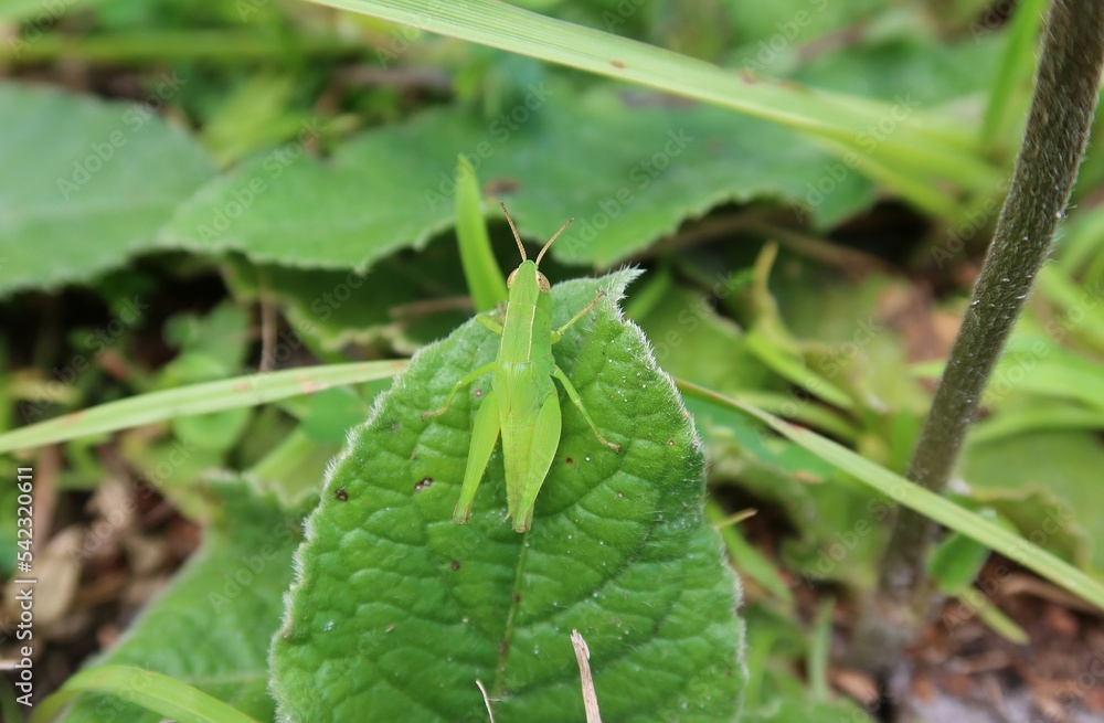 Green grasshopper on leaf in Florida wild, closeup Green grasshopper on leaf in Florida wild, closeup
