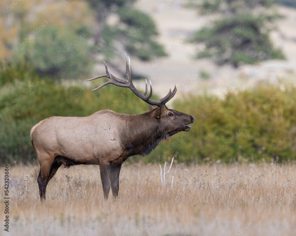 Bull Elk Bull Elk