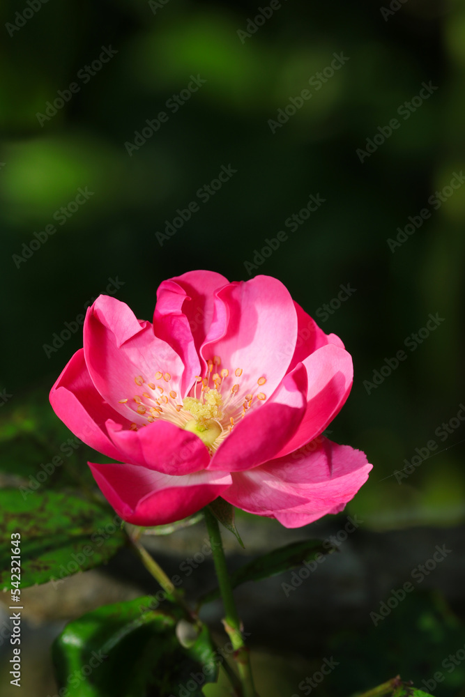 Vibrant pink flower head of Rosa chinensis China rose, Monthly rose), close up macro photography.