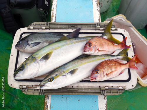 OLYellow tail (Japanese Amberjack, Inada, Warasa, Buri) , Red seabream (Madai), Large scale black fish (Mejina, Gure), catch. Photo taken on the deck of the fishingboat. photo