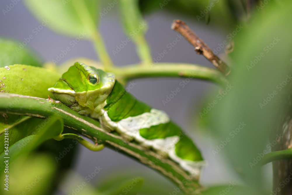 Great Mormon (Nagasaki Ageha) butterfly larvae eating citrus yuzu leaves. Close up macro photography. Great Mormon (Nagasaki Ageha) butterfly larvae eating citrus yuzu leaves. Close up macro photography.