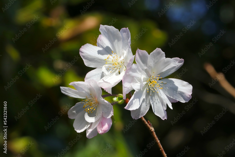 Fototapeta premium Pretty flower branch of Rosebud cherry 'Autumnalis' (Jugatsuzakura).