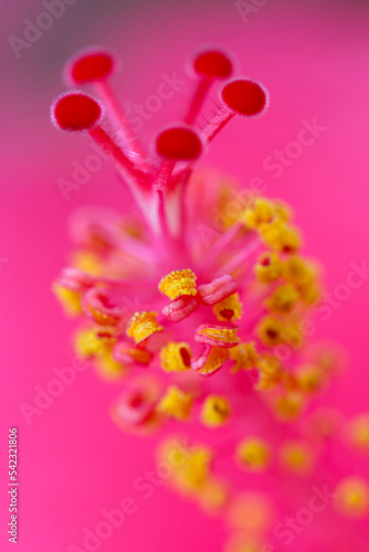 Like studded with jewels, stamens and pistils of vibrant pink Hibiscus flower head. After the rain macro photography.