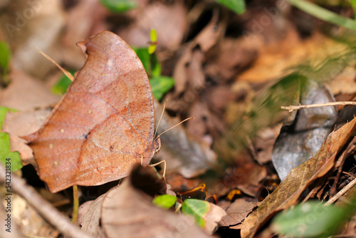 Ninja of the forest, the camouflage of the leaves is so amazing butteRfly, Dark Evening Brown (Kurokonomacho). Close up macro photography.