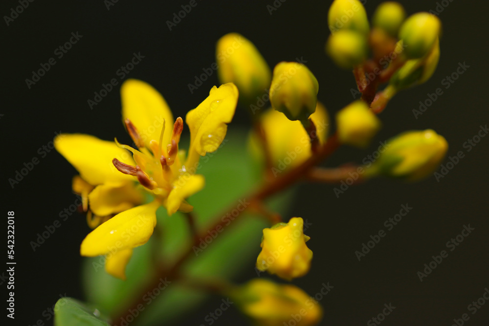 Fototapeta premium Bright yellow flowers of Ochna serrulata 