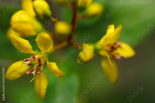 Bright yellow flowers of Ochna serrulata "Mickey Mouse bush", close up macro photograph with dark background.