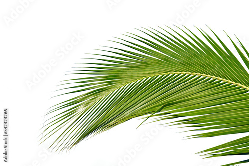 Coconut leaves palm tree