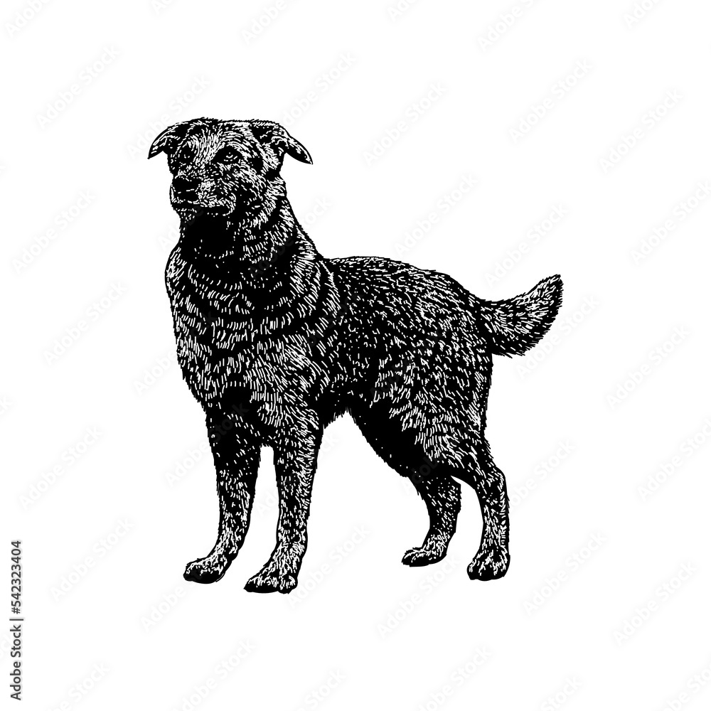 German Sheprador mix breed dog hand drawing vector illustration isolated on background. German Sheprador mix breed dog hand drawing vector illustration isolated on background.