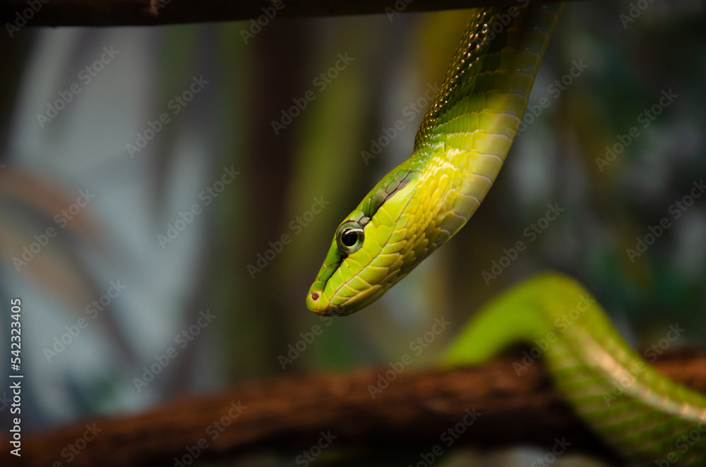 Red-tailed Green Rat snake 