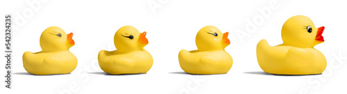 Photography Cute yellow Rubber Ducks Family