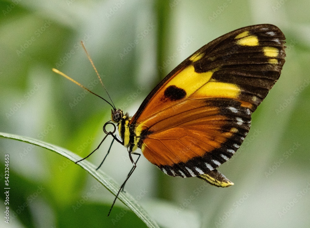Macro of a tigerwings butterfly (Mechanitis) resting on a leaf of a plant Macro of a tigerwings butterfly (Mechanitis) resting on a leaf of a plant