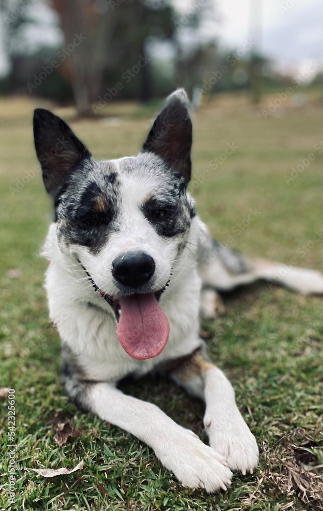 border collie dog