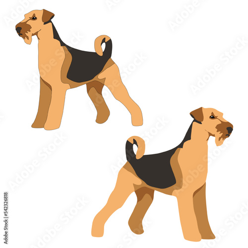Vector red brown curly dog breed Airedale Terrier flat with shadows 3d on white background
