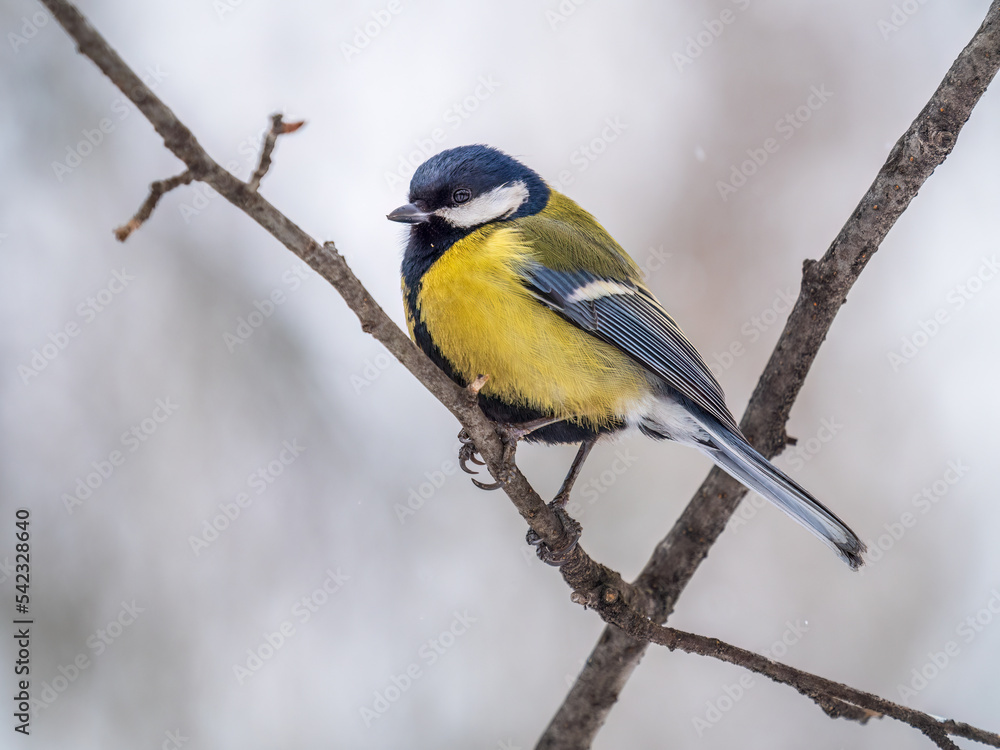 Cute bird Great tit, songbird sitting on a branch without leaves in the autumn or winter. Cute bird Great tit, songbird sitting on a branch without leaves in the autumn or winter.