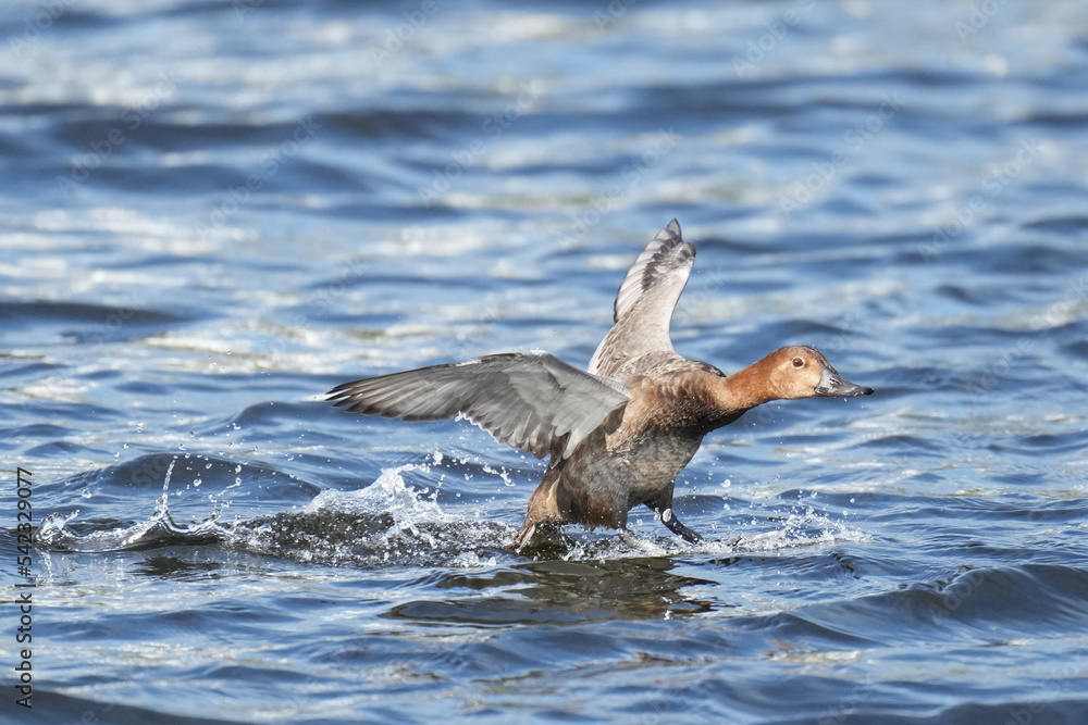 common pochard in a seashore