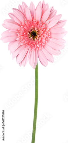 Valokuva Daisy pink flower green stem close-up blooming petals abloom