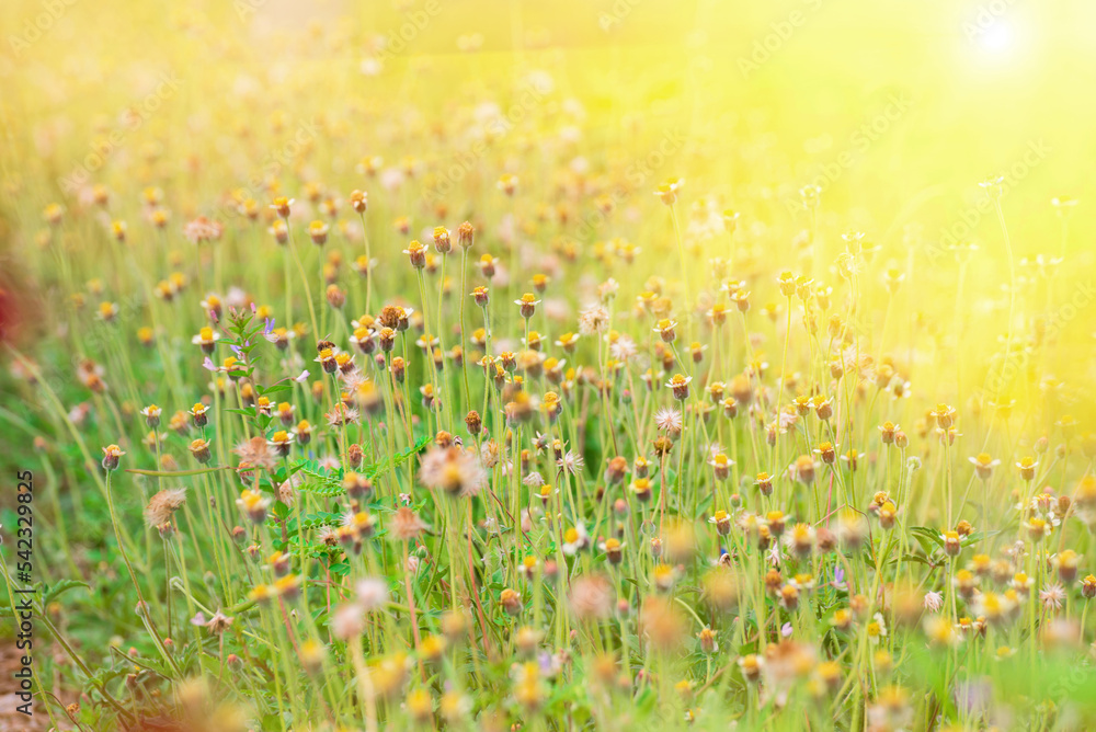 Green grass field with flowers, a beautiful meadow in orange and green tones