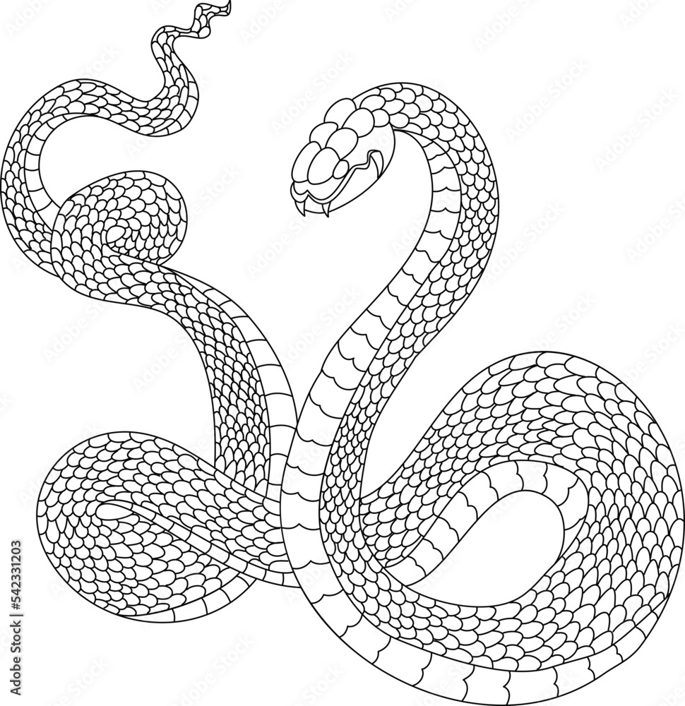 snake cobra tattoo style Cobra vector. king Cobra snake with mouth open.Snake cobra illustration.Rattlesnake vector. snake cobra tattoo style Cobra vector. king Cobra snake with mouth open.Snake cobra illustration.Rattlesnake vector.