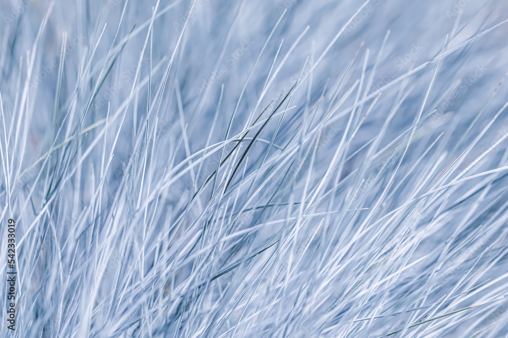 Blue white background of ornamental grass Festuca glauca Blue white background of ornamental grass Festuca glauca