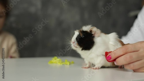 Trichromatic furry guinea pig sit on table closeup isolated on gray background, selective focus. Female hand try to feed not hungry cavy. Pet not eat food, dislike taste. Look after home animals
